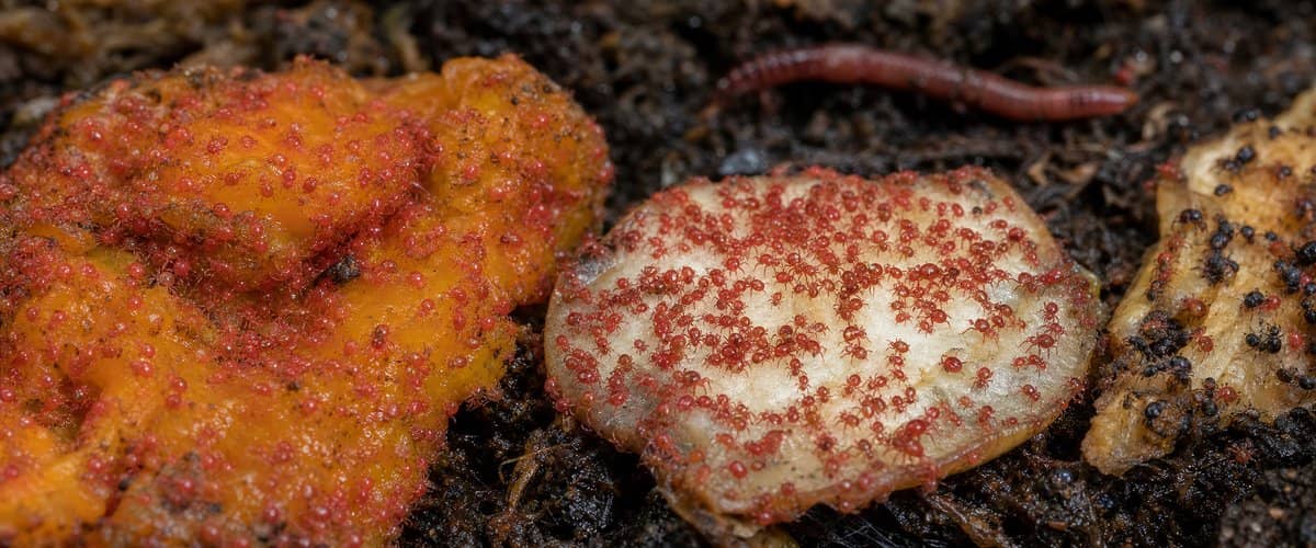 Red and black mites covering food scraps in a wormery