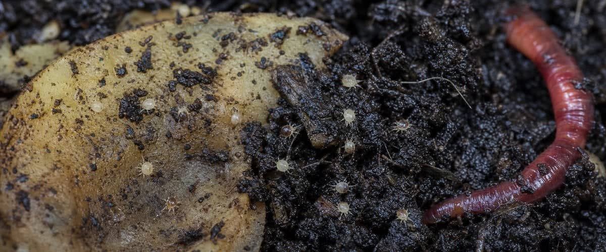 Small harmless beige mites on a peeling in a wormery