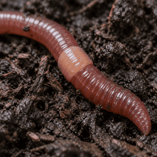Gros plan d'un ver de compost montrant le clitellum, l'anneau clair signalant sa maturit&eacute; sexuelle