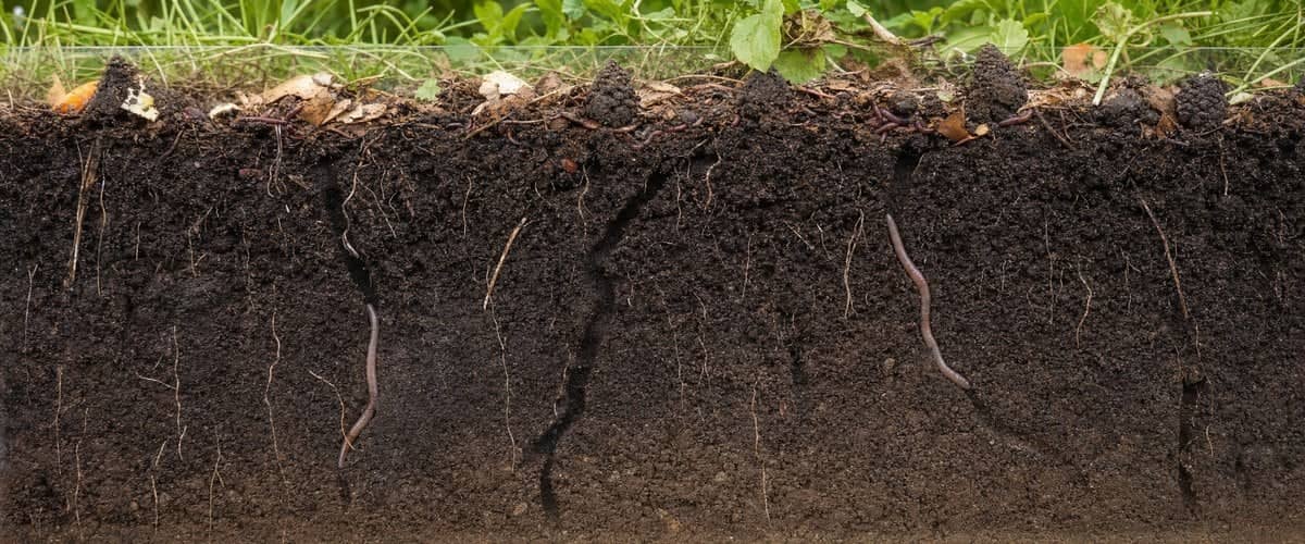 Cross-section of garden soil: compost worms near the surface in organic matter, worm casts, earthworms in their burrows and roots