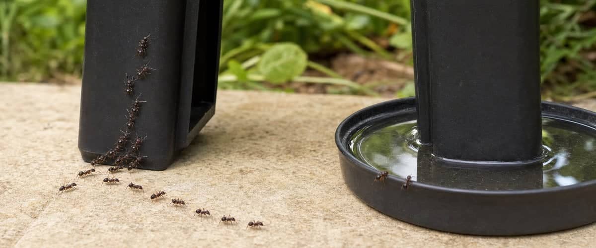Ants climbing up one leg of a wormery, the other legs standing in dishes of water that block them