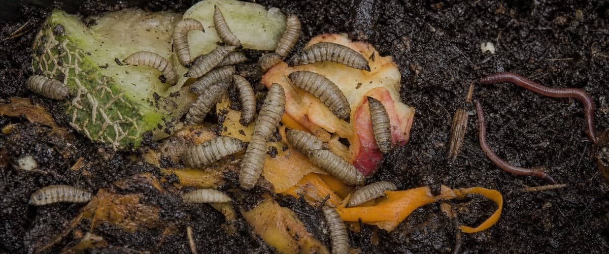 Greyish black soldier fly larvae on kitchen scraps in a wormery, next to thinner compost worms