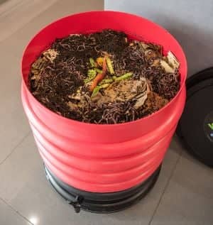 Lombricomposteur avec vers de compost