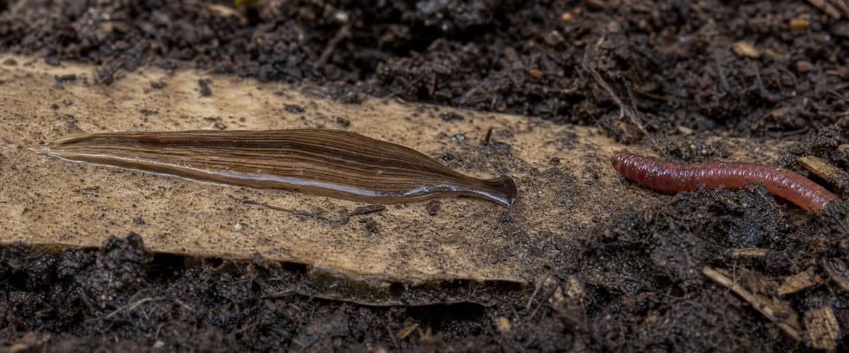 Predatory flatworm, a brown striped flat worm, approaching a compost worm