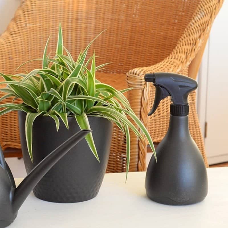 Anthracite spray bottle next to a green plant