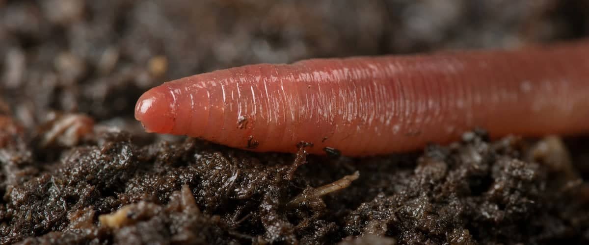 Extreme close-up of a compost worm's head: no eyes, no teeth, moist skin
