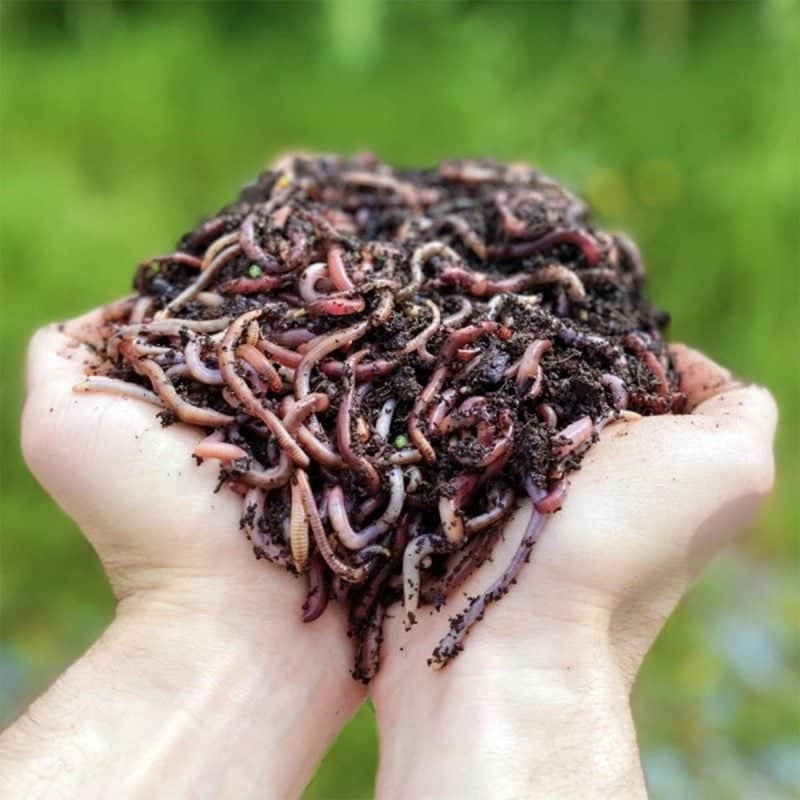 Handful of Moutta Farm compost worms held in the hands