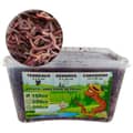 Red wiggler bait