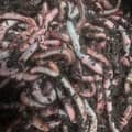 Dendro worm bait