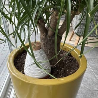 Inspiré par les courbes de Fibonacci et des pommes de pin, 3 tailles