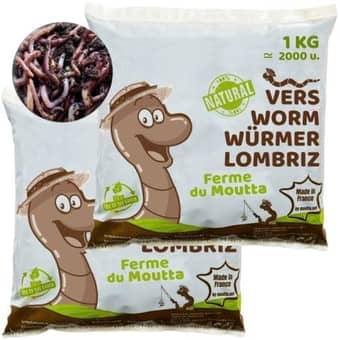 Vers de compost Eisenia