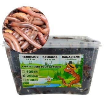 Appât vers canadien