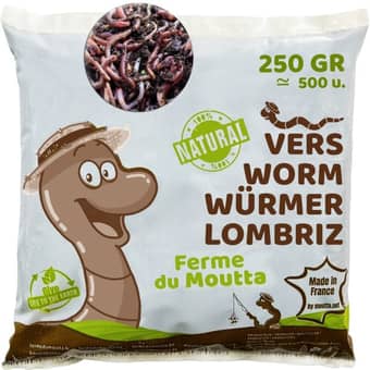 Eisenia composting worms