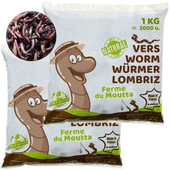 Eisenia composting worms