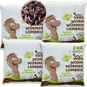Eisenia composting worms