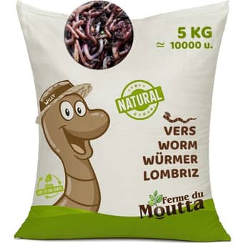 Eisenia composting worms