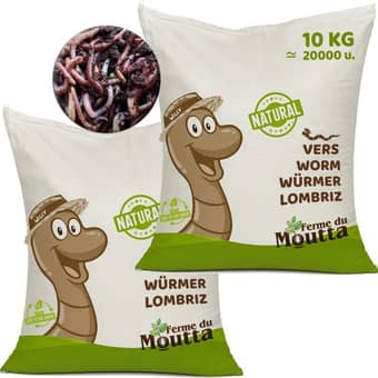 Eisenia composting worms