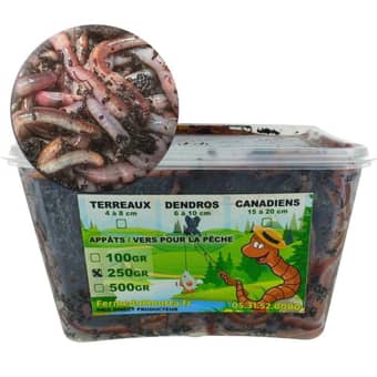 Dendro worm bait