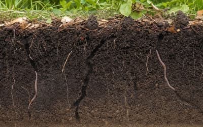 Réintroduire des vers de terre dans votre jardin : 3 méthodes simples