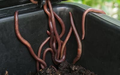 Worms escaping from the worm composter: why it happens and what to do