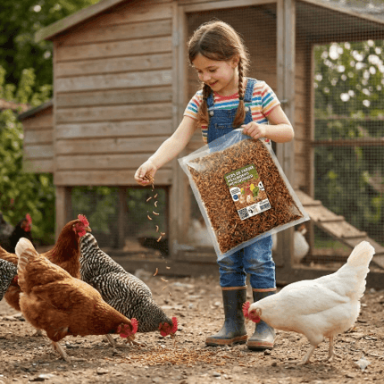 Vers de farine pour les poules