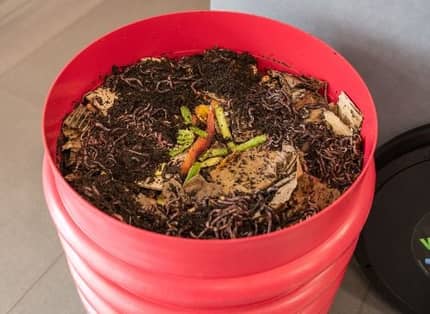 Plateau actif WORMbox avec vers de compost