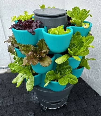 WORMgarden avec plantation de salade