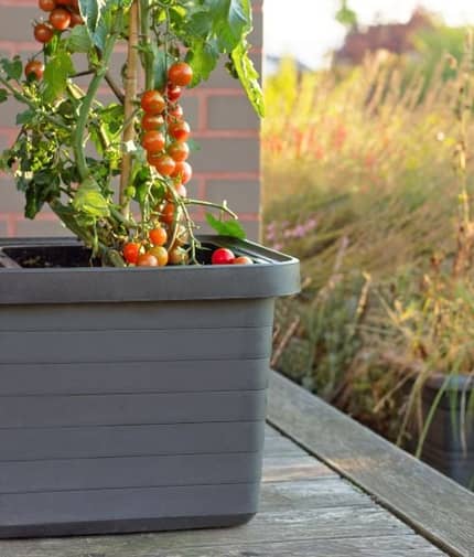 Berberis voor tomaten- of peulvruchtenplanten
