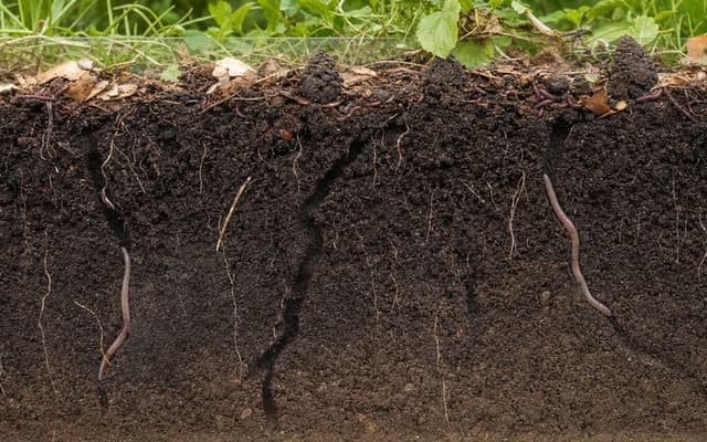 Réintroduire des vers de terre dans votre jardin : 3 méthodes simples